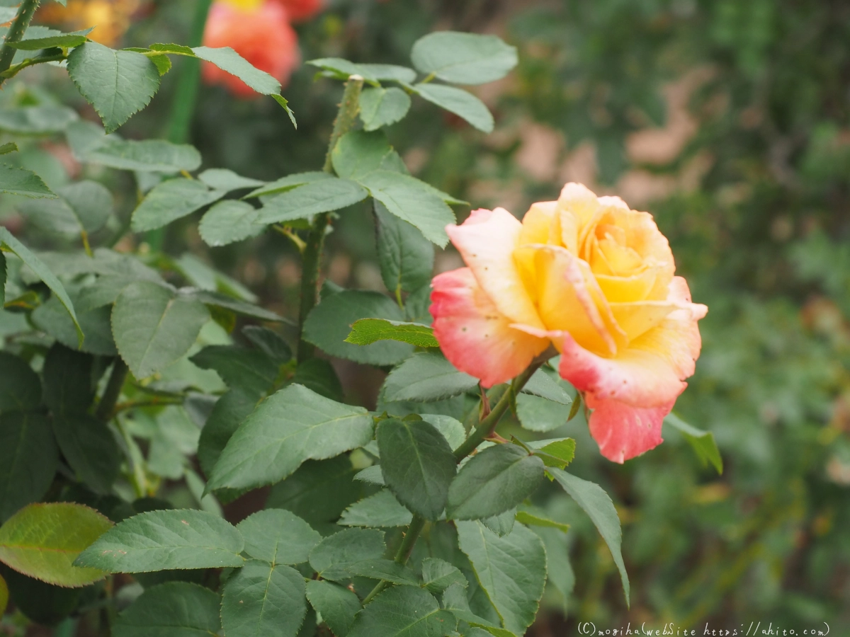 芝浦中央公園の薔薇園 - 40