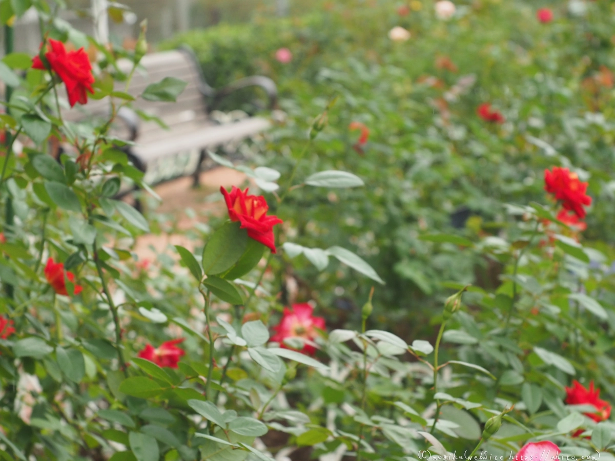 芝浦中央公園の薔薇園 - 41