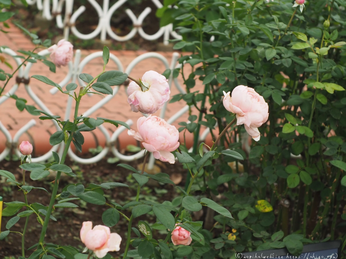 芝浦中央公園の薔薇園 - 42