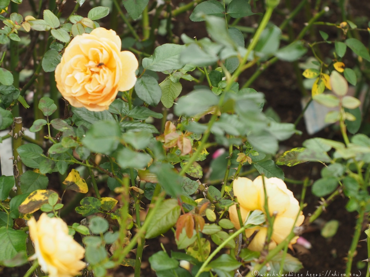 芝浦中央公園の薔薇園 - 43