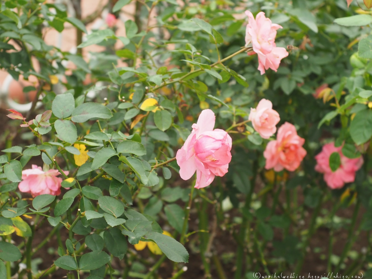 芝浦中央公園の薔薇園 - 44