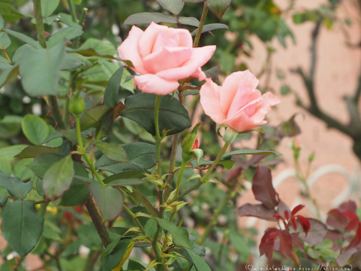 芝浦中央公園の薔薇園 - 45