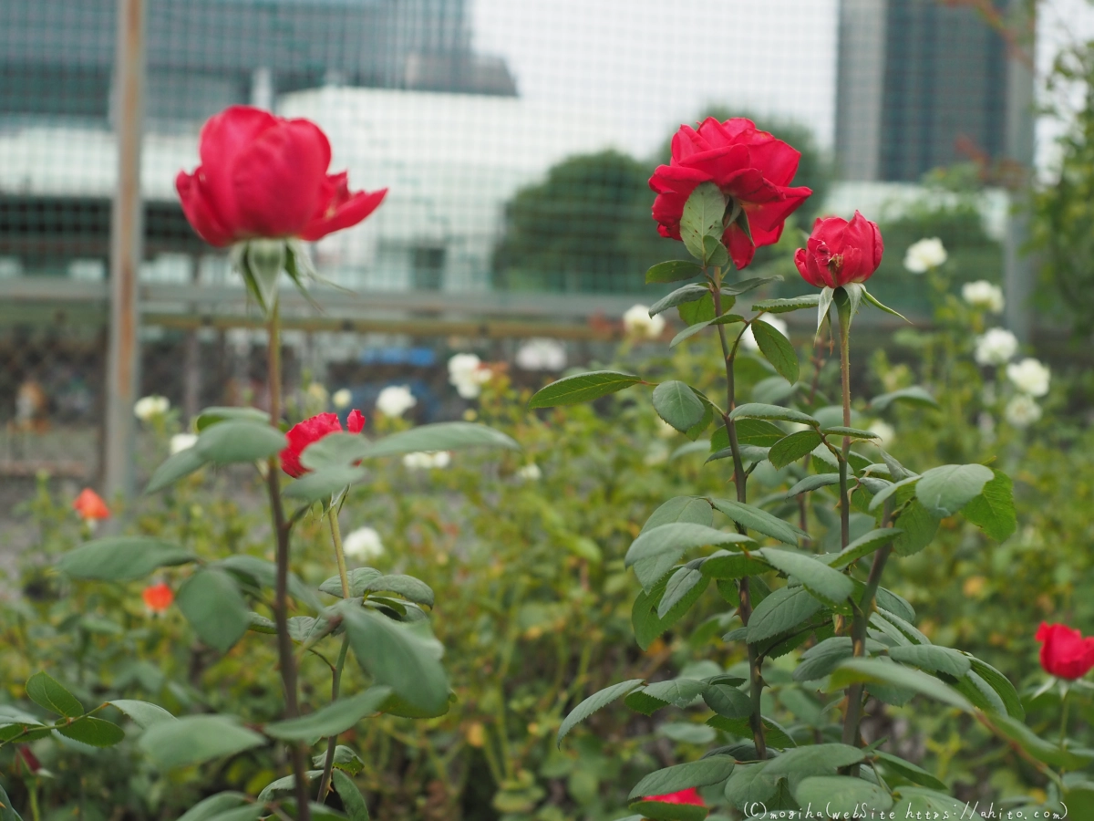 芝浦中央公園の薔薇園 - 46