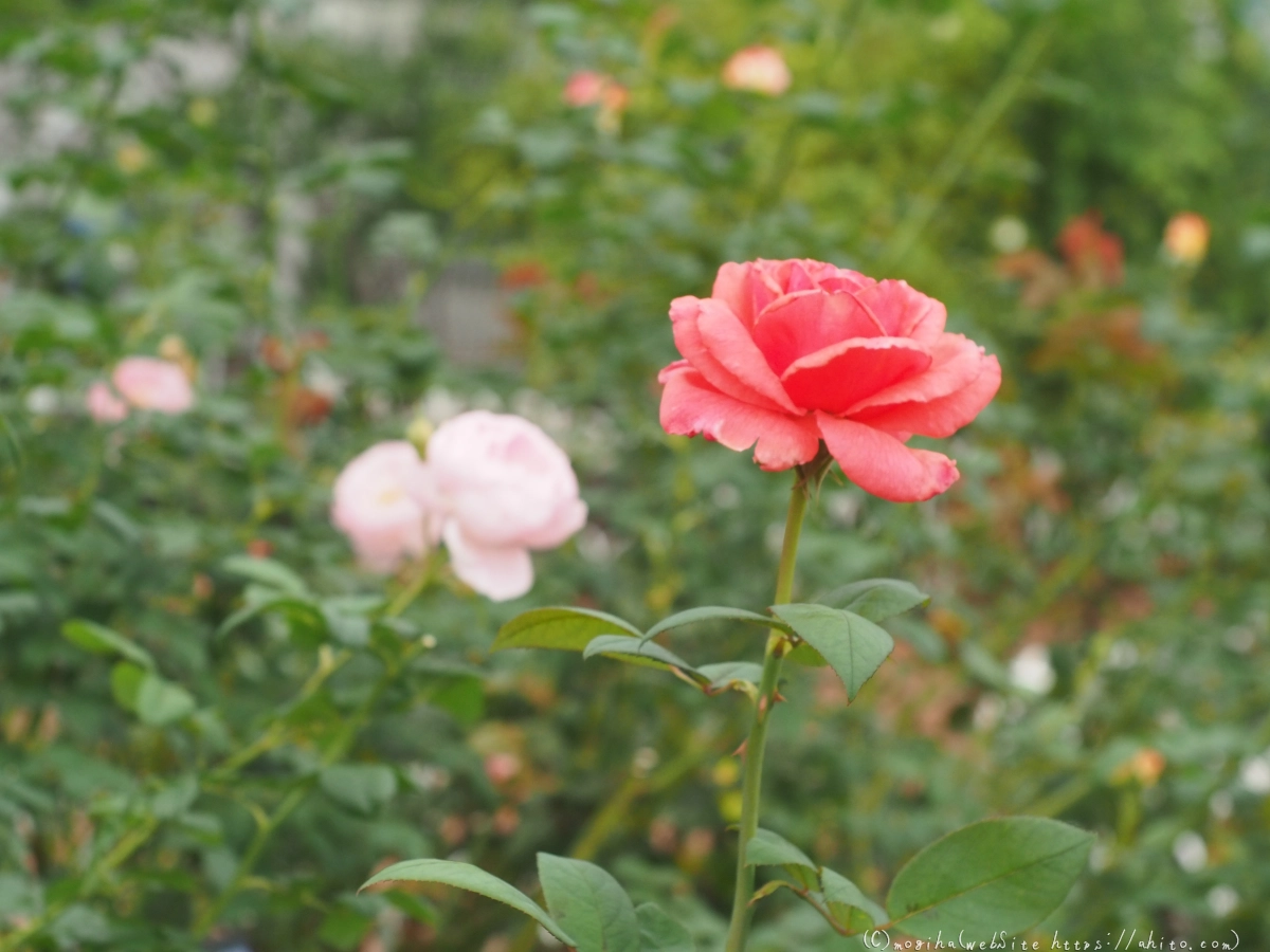 芝浦中央公園の薔薇園 - 47