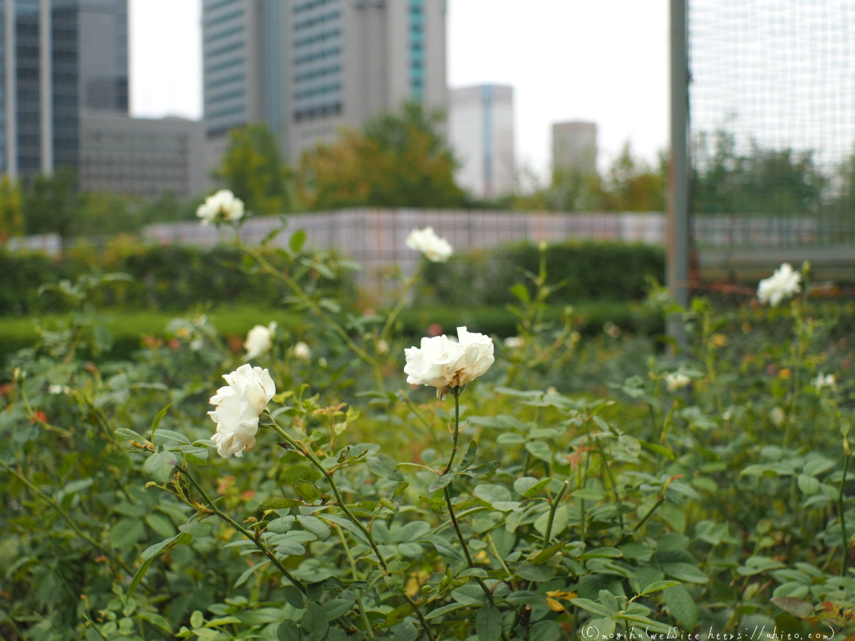 芝浦中央公園の薔薇園 - 48