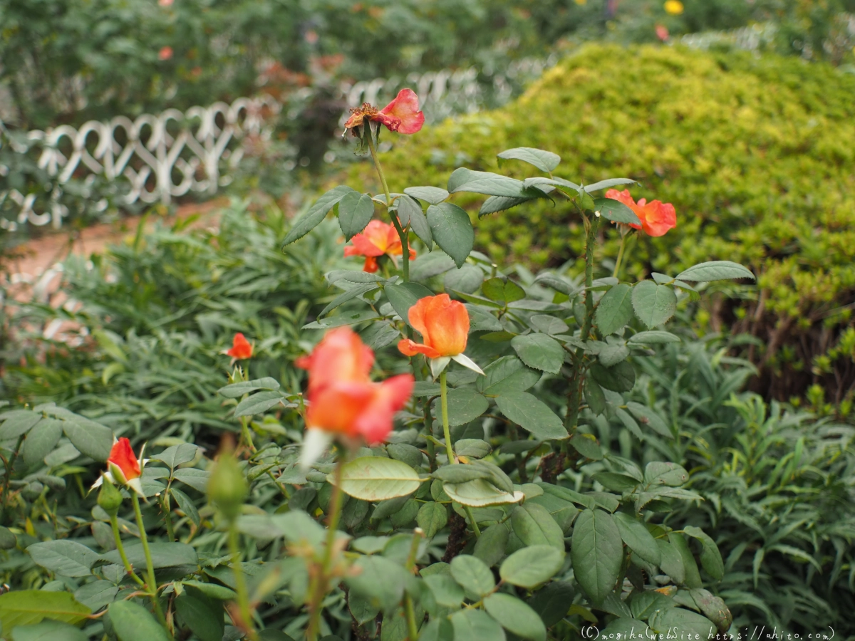 芝浦中央公園の薔薇園 - 49