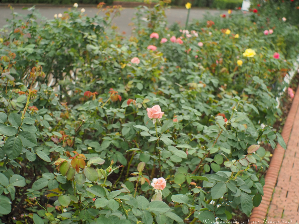 芝浦中央公園の薔薇園 - 50