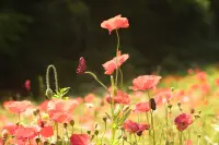 ポピーのイメージ画像