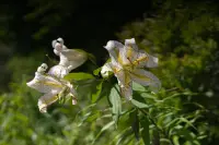入笠山の夏の花と虫・1