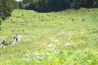 入笠山の夏の花と虫・2
