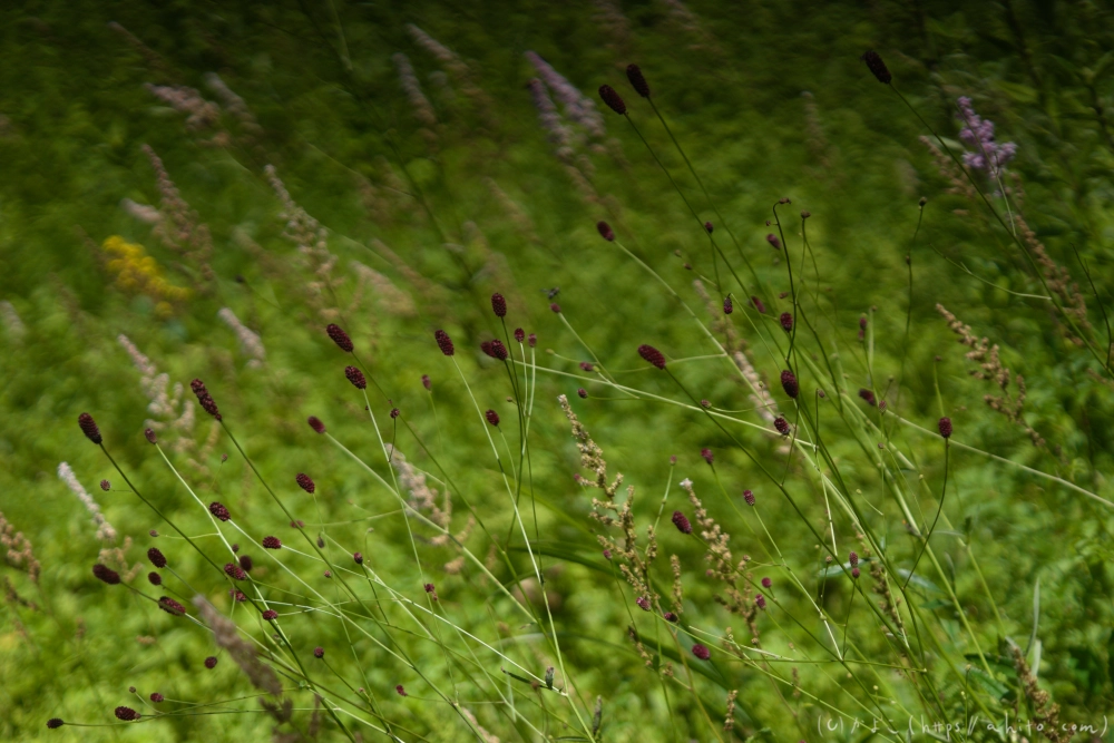 入笠山の夏の花と虫・３ - 23