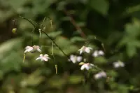 御岳山のレンゲショウマ(枯れかけ)のイメージ画像