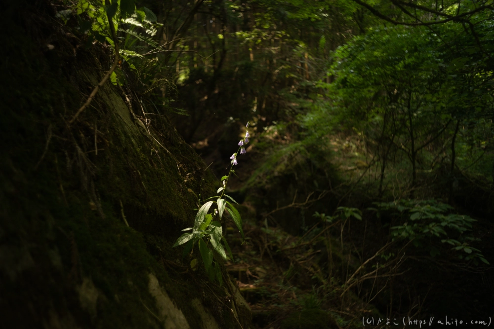 御岳山 - 45