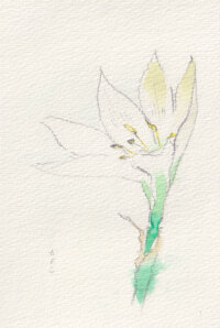 白い花(今週の絵186)