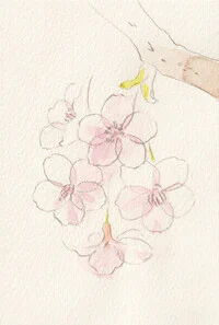 習作・河津桜