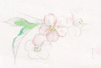 習作・河津桜