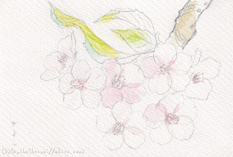 習作・河津桜