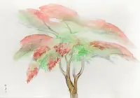 優しい赤のイメージ画像