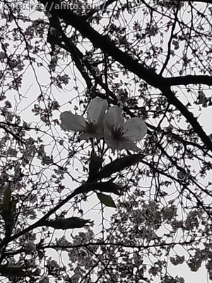 雨の桜 - 02