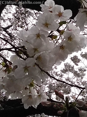 雨の桜 - 03