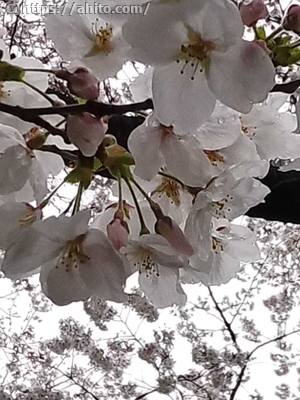 雨の桜 - 04