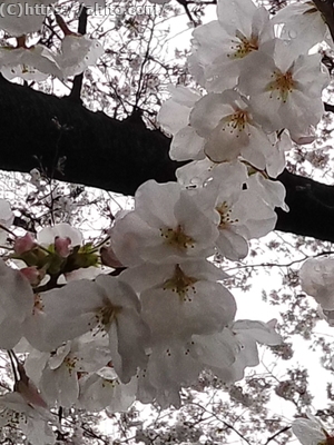 雨の桜 - 06