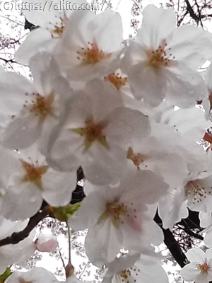 雨の桜 - 07