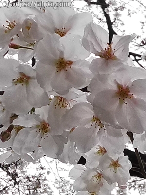雨の桜 - 09