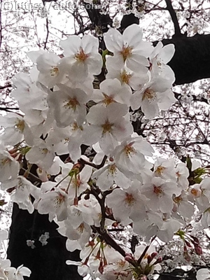 雨の桜 - 10