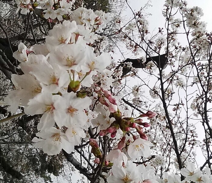 昼下がりの桜 - 04