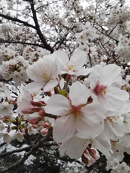 昼下がりの桜 - 05