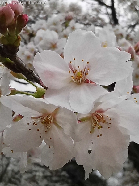 昼下がりの桜 - 06