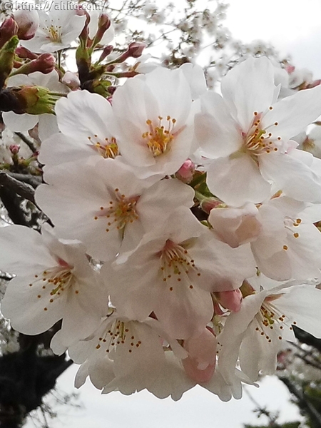昼下がりの桜 - 07