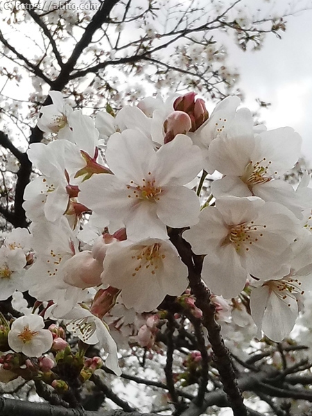 昼下がりの桜 - 08