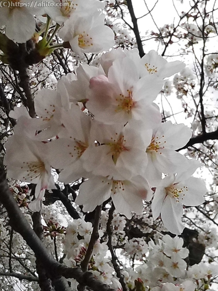 昼下がりの桜 - 09