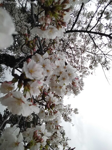 昼下がりの桜 - 10
