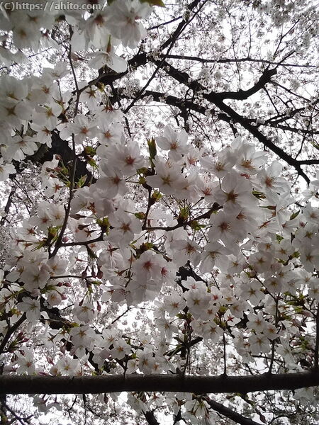 雨の中の桜 - 01