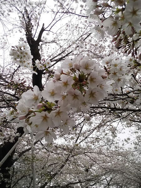 雨の中の桜 - 06