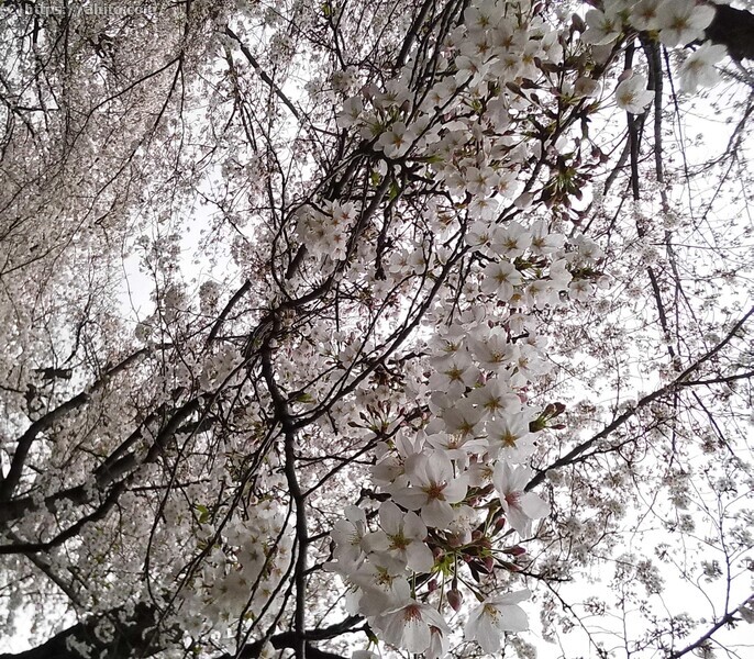 雨の中の桜 - 07