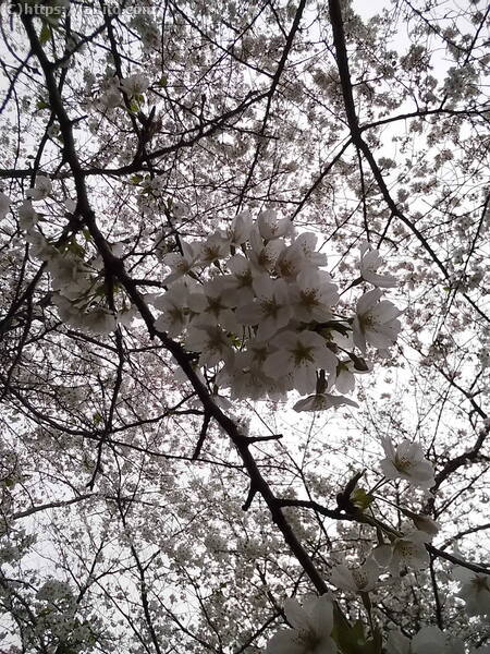 雨の中の桜 - 08