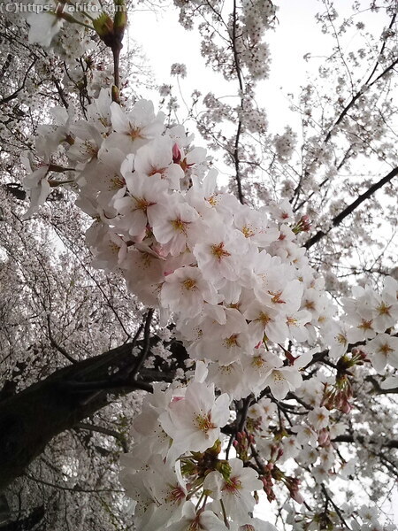 雨の中の桜 - 09