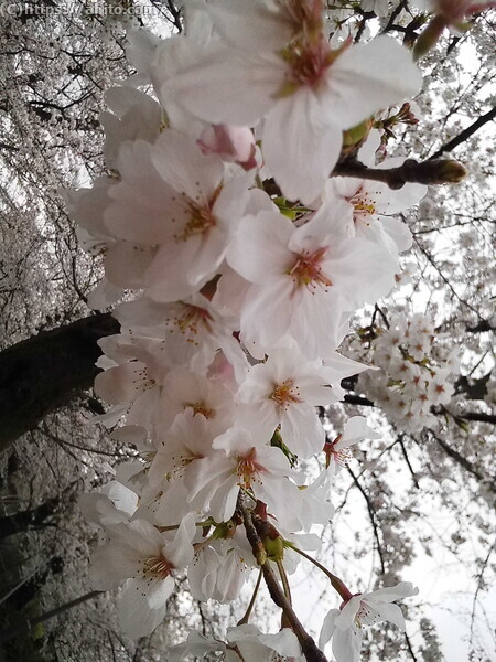 雨の中の桜 - 11