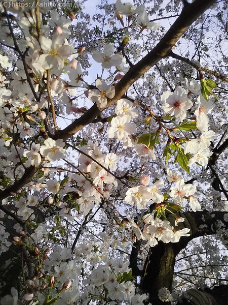 朝日の桜 - 02