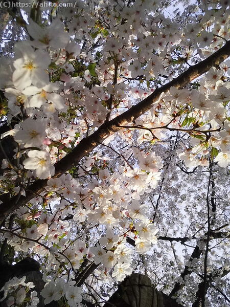 朝日の桜 - 03