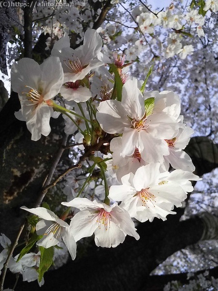 朝日の桜 - 04