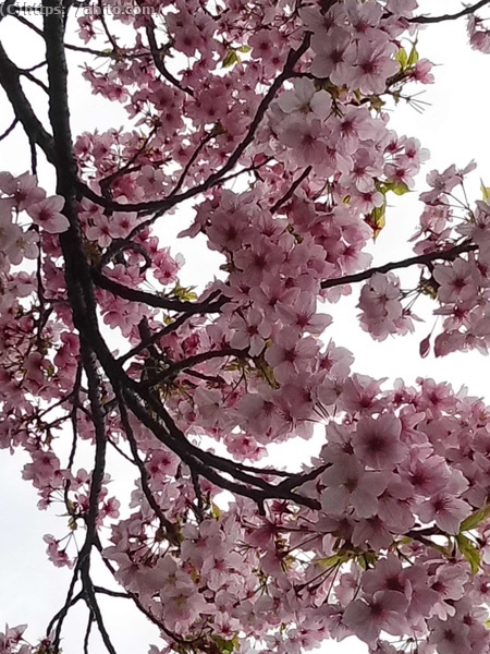 朝日の桜 - 05