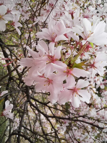 朝日の桜 - 09