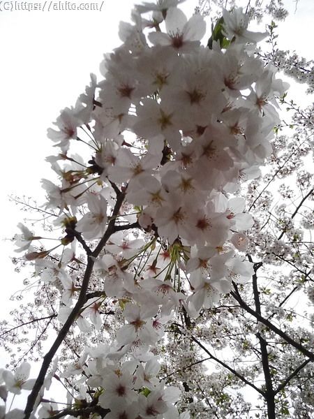 朝日の桜 - 12