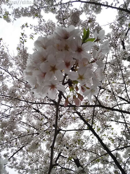 朝日の桜 - 13