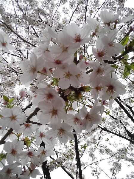 朝日の桜 - 14